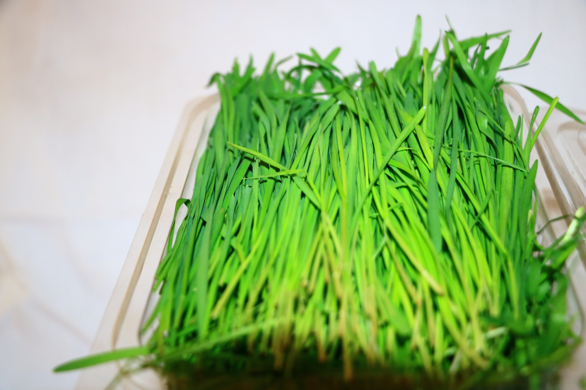 Springs Healthcare fresh packed wheatgrass 100gms 102