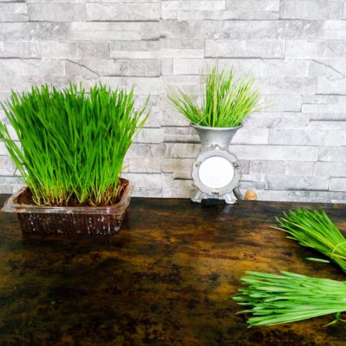 fresh packed wheatgrass wheatgrass benefits