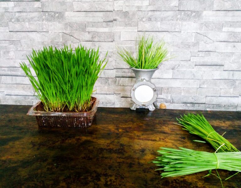 wheatgrass benefits