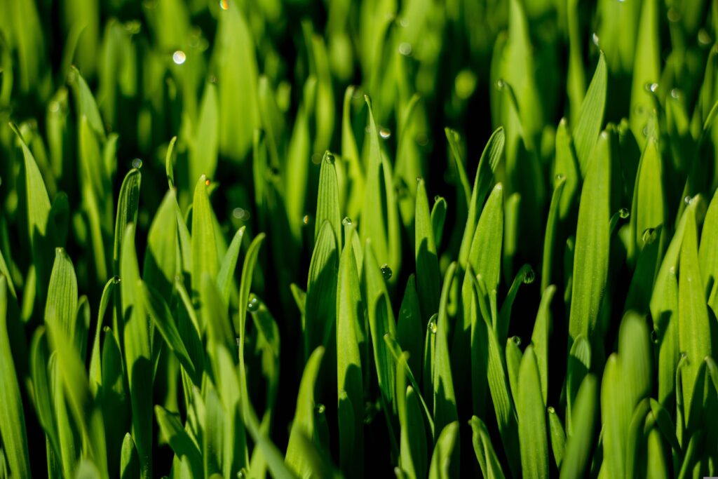Anticancer activity of wheatgrass
