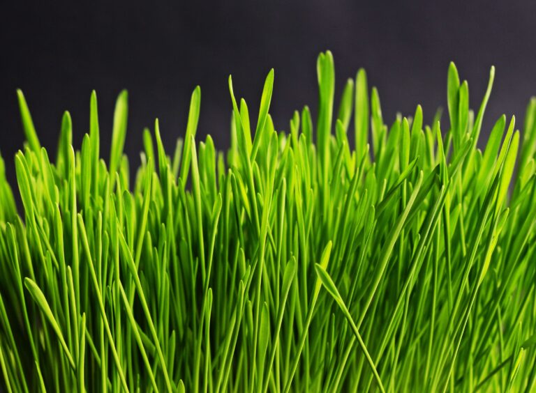 wheatgrass juice vs powder